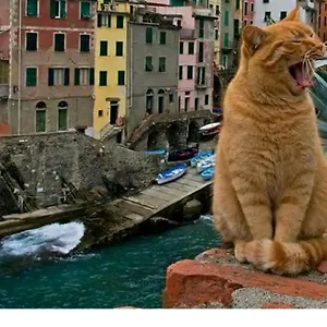 Stella Di Rio Riomaggiore